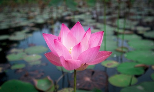 甲基多巴的用法用量-甲基多巴是什么药名、甲基多巴是什么药名 -甲基多巴价格网